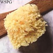 Wool Sea Sponge
